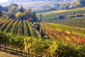 vineyards-romagna-